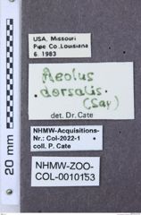 Etiketten zu Calais eryx (NHMW-ZOO-COL-0010153)